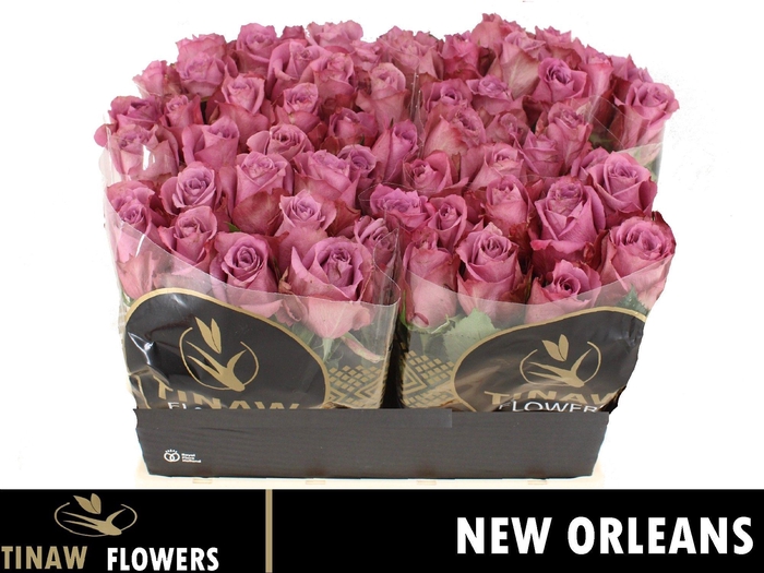 <h4>R GR NEW ORLEANS</h4>