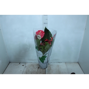 ANTHURIUM CALIFORNIA P17 ROSA