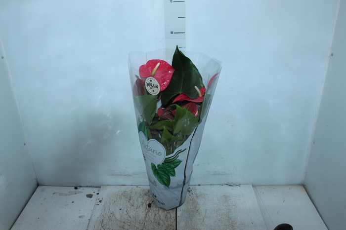<h4>ANTHURIUM CALIFORNIA P17 ROSA</h4>