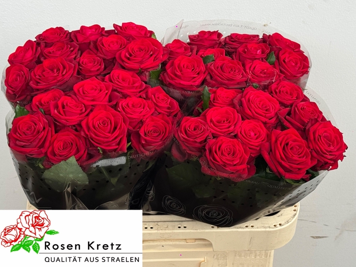 <h4>R GR CON AMORE</h4>