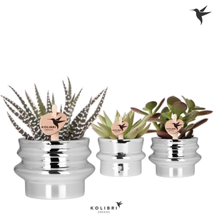 Kolibri Greens Succulenten mix in Chrome pot mix