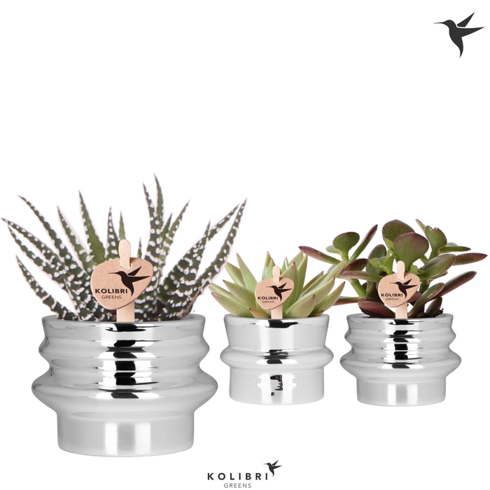 <h4>Kolibri Greens Succulenten mix in Chrome pot mix</h4>