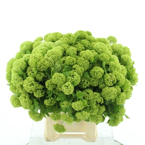 Viburnum Roseum St 4+ Kop