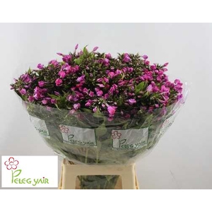 PHLOX P LOLLIPINK