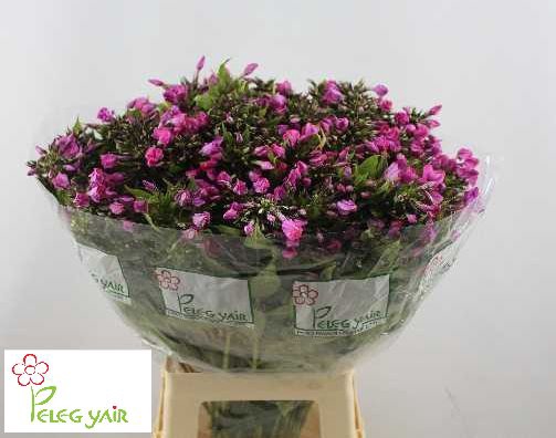 PHLOX P LOLLIPINK