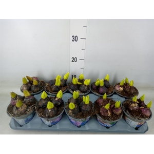 Hyacinthus orie.   ...mix 4