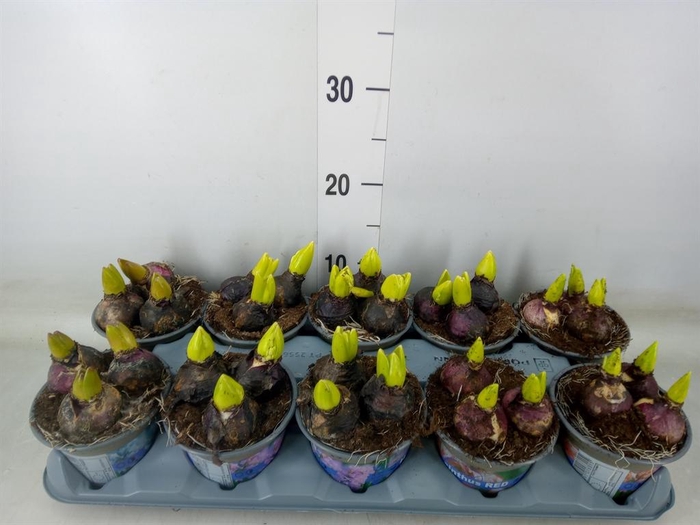 <h4>Hyacinthus orie.   ...mix 4</h4>