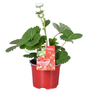 Fragaria Beltran in rode kweekpot