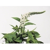 Lysimachia Clethroides