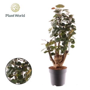 Polyscias 'Fabian'