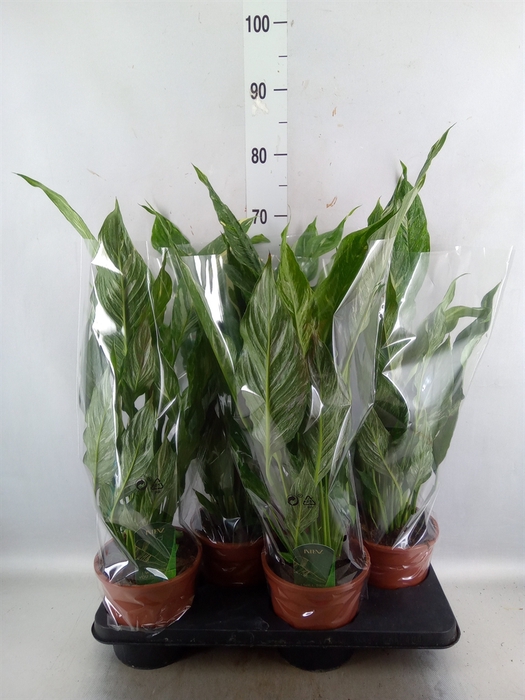 <h4>Spathiphyllum  'Diamond'</h4>