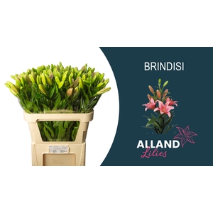 Li La Brindisi