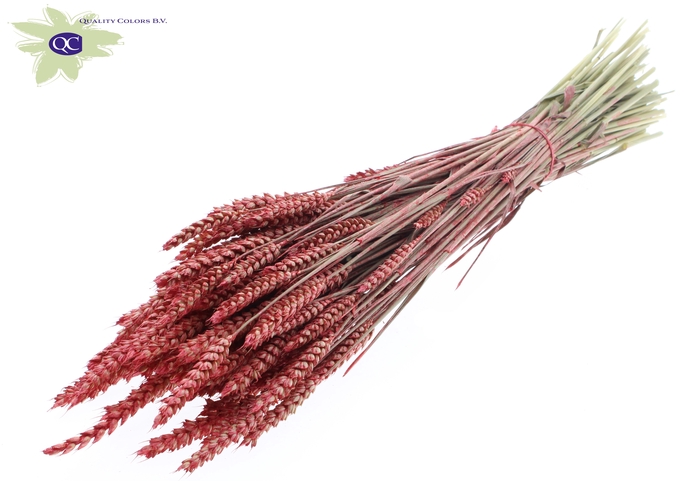 Triticum per bunch Pearl Coral