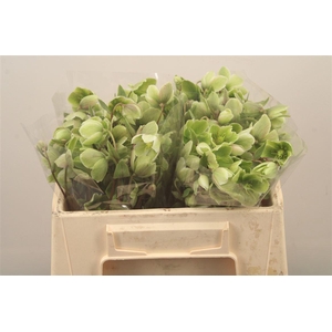 Helleb Magnificent Bells