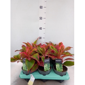 Aglaonema   ...