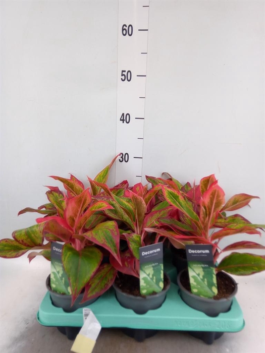 <h4>Aglaonema   ...</h4>