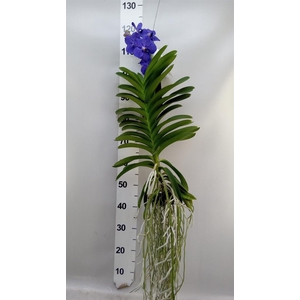 Vanda hybrids