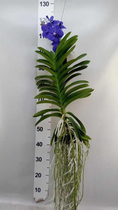 <h4>Vanda hybrids</h4>