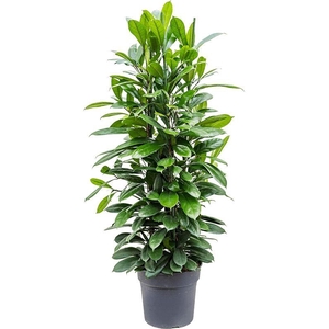 Ficus cyathistipula