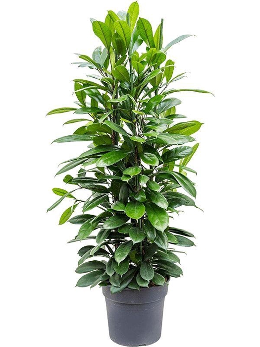<h4>Ficus cyathistipula</h4>