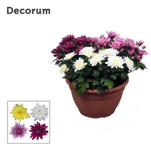 Chrysanthemum Indicum Grp Chrystal Gemengd