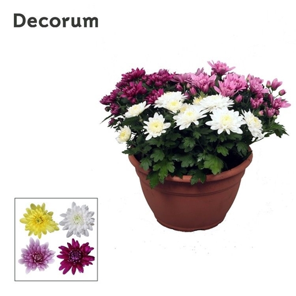 <h4>Chrysanthemum Indicum Grp Chrystal Gemengd</h4>