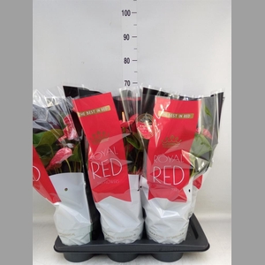 Anthurium andr. 'Madural'