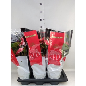 Anthurium andr. 'Madural'