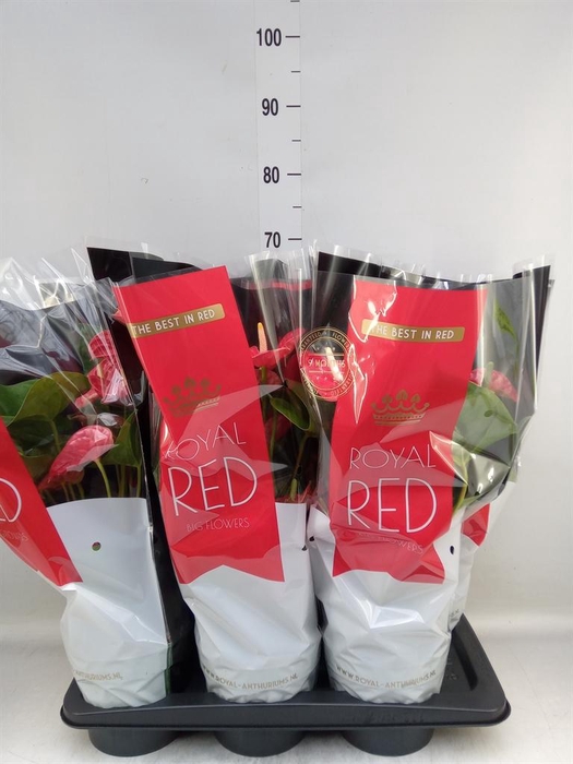 <h4>Anthurium andr. 'Madural'</h4>