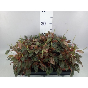 Peperomia caperata 'Lima'