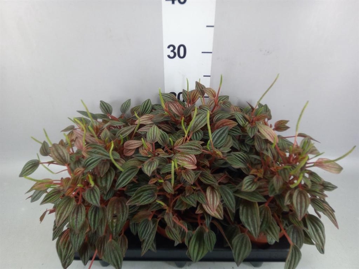 <h4>Peperomia caperata 'Lima'</h4>