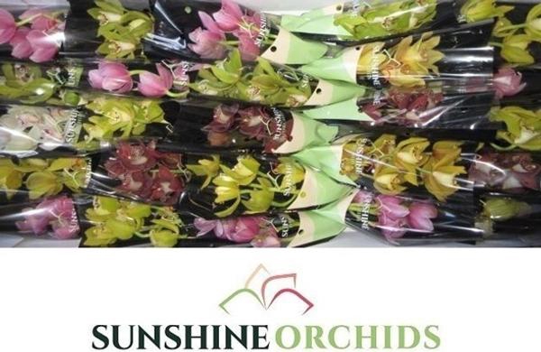 <h4>CYMB MI GEMENGD</h4>