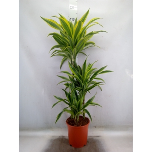 Dracaena fr de 'LemonLime'