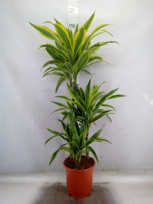 <h4>Dracaena fr de 'LemonLime'</h4>