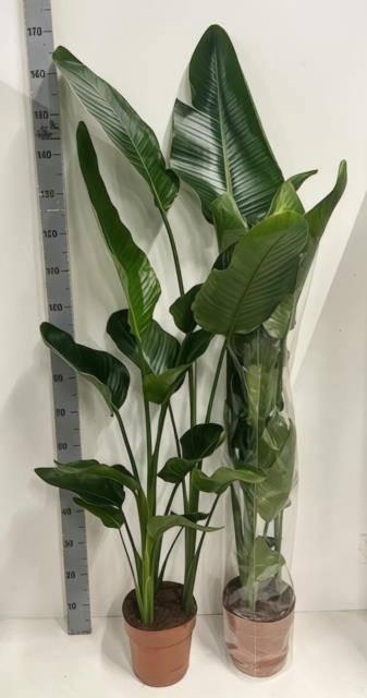 <h4>STRELITZIA NICOLAI</h4>