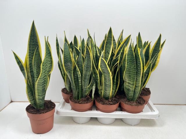 Sansevieria trifasciata Laurentii 14Ø 50cm