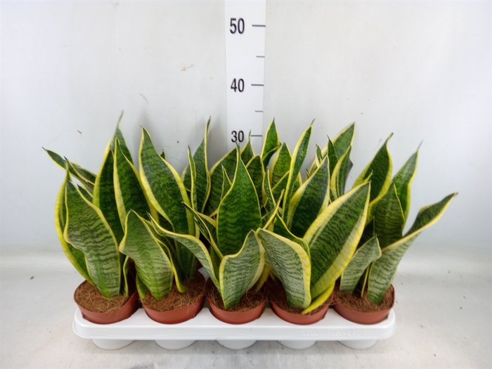 <h4>Sansevieria trifa. 'Futura Superba'</h4>