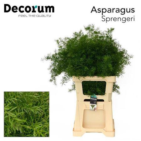 <h4>Asp Dens Sprengeri</h4>