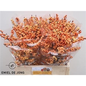 ILEX VERT. 'ILEXIA JULIA'