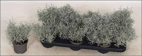 <h4>LEUCOPH BROWNII</h4>