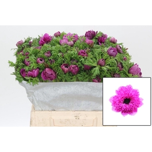 ANEM CO LEVAN FUCSIA