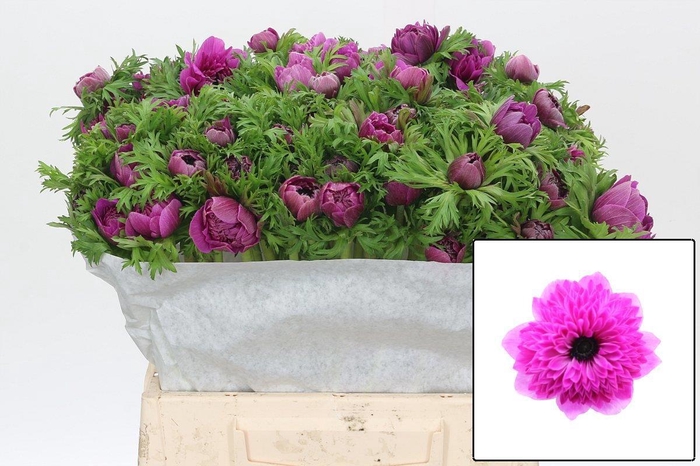 <h4>ANEM CO LEVAN FUCSIA</h4>