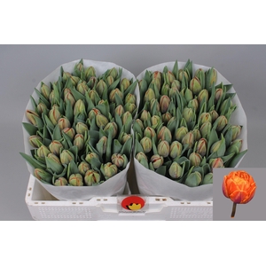 TU DU ORANGE PRINCES