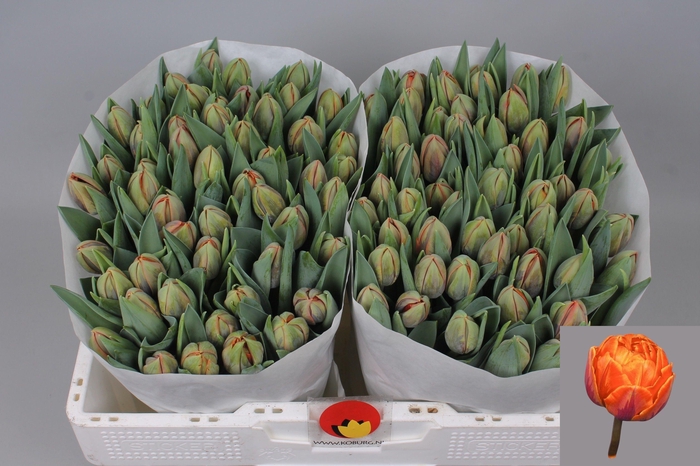 <h4>TU DU ORANGE PRINCES</h4>