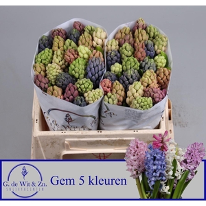 HYAC GEMENGD 5 KLEUR