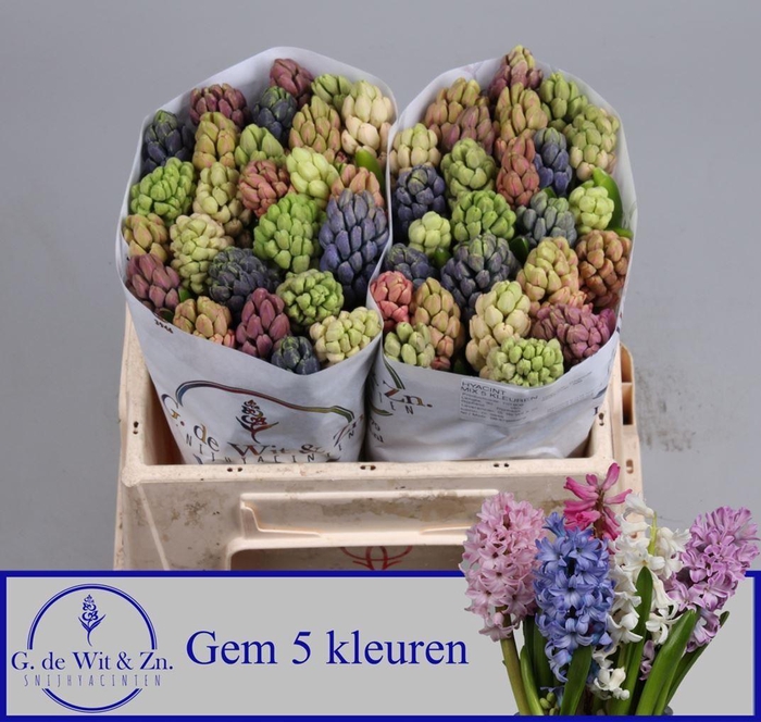 <h4>HYAC GEMENGD 5 KLEUR</h4>