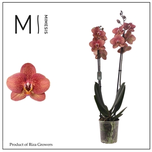 Phalaenopsis Toulon 2 spike - 12cm | Mimesis