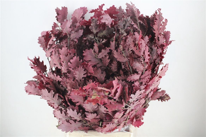 <h4>Pres Mini Oak Lilac P Bunch</h4>