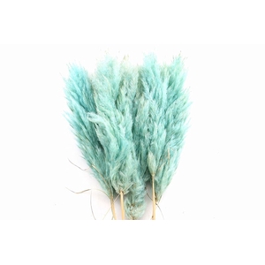 Cortaderia Mint Super