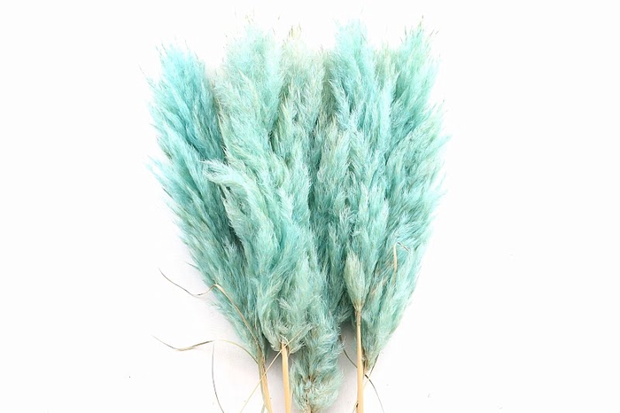 <h4>Cortaderia Mint Super</h4>